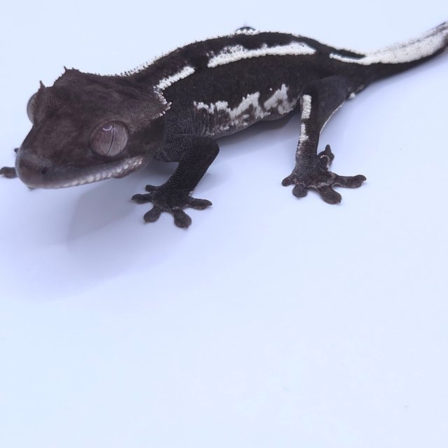 Axanthic