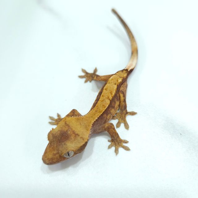 하이포