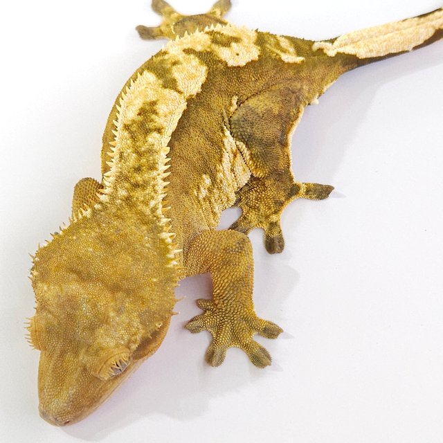 100% Het Axanthic