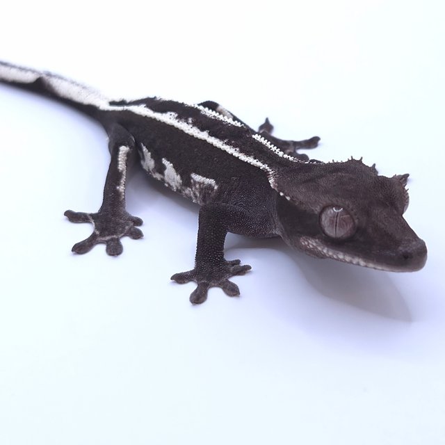 Axanthic