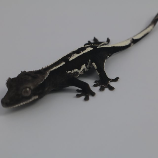 Axanthic