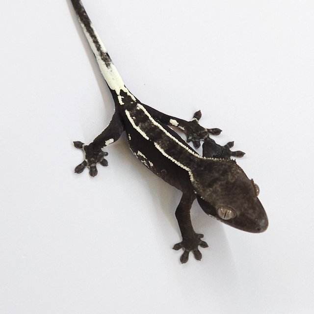 Axanthic