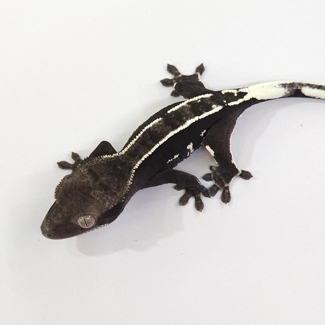 Axanthic