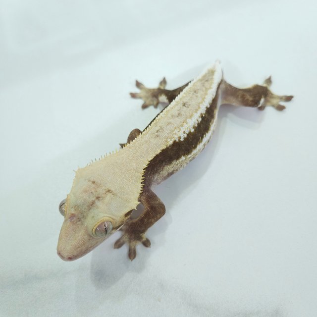 릴리화이트 하이포