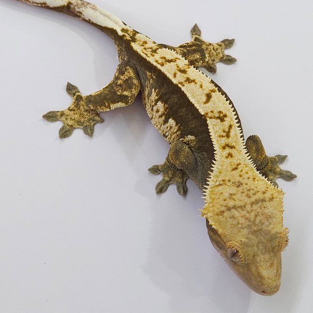 100% Het Axanthic