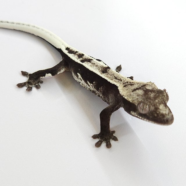 Axanthic