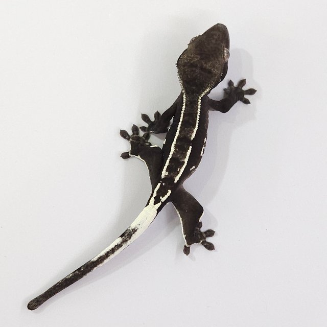 Axanthic