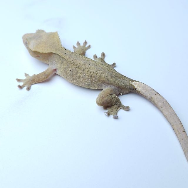 하이포