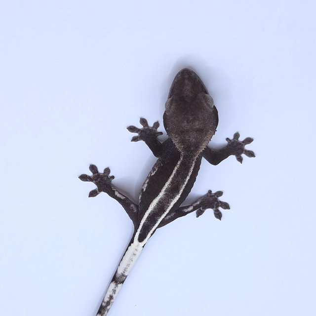 Axanthic
