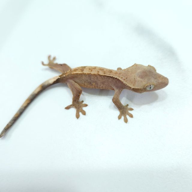 하이포