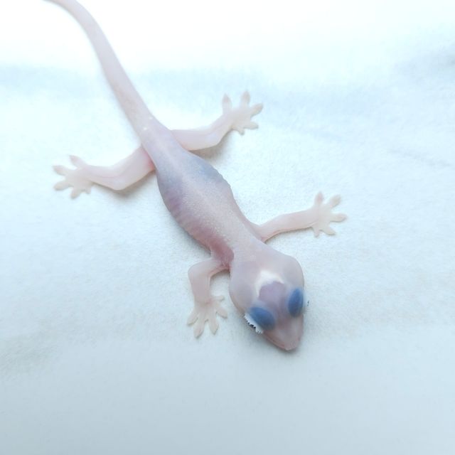 하이포