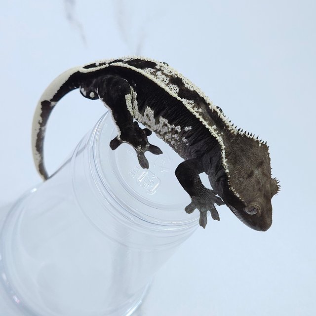 Axanthic