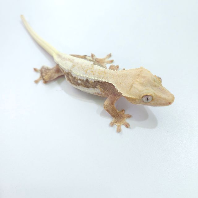 하이포 릴리화이트