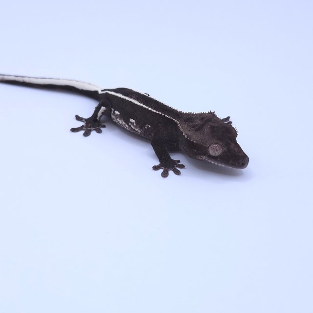 Axanthic