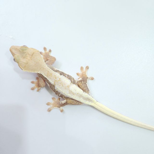 하이포 릴리화이트