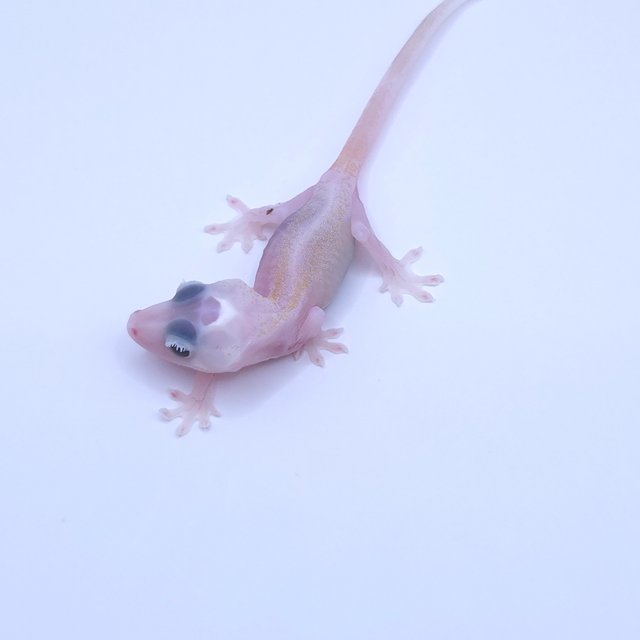 Super Hypo