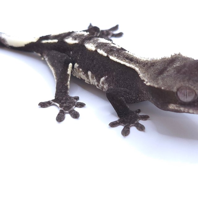 Axanthic