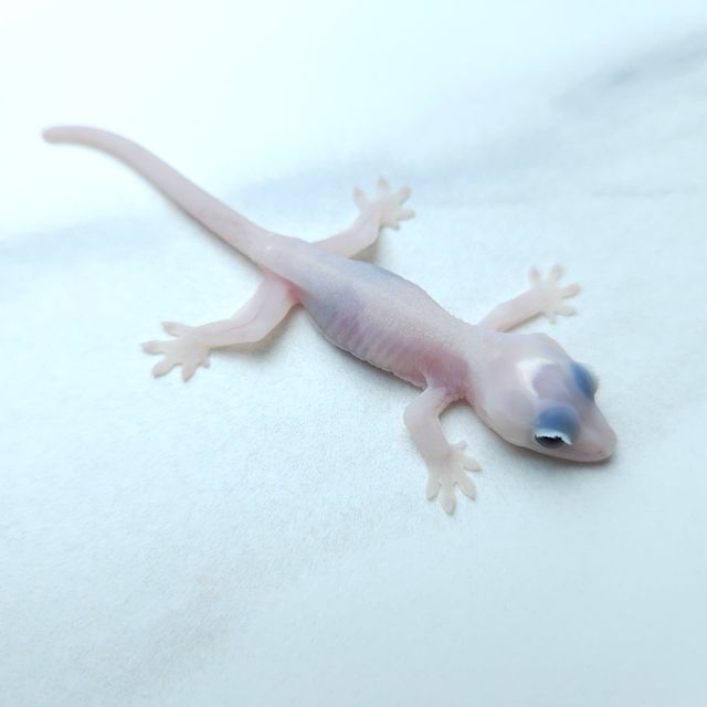 하이포