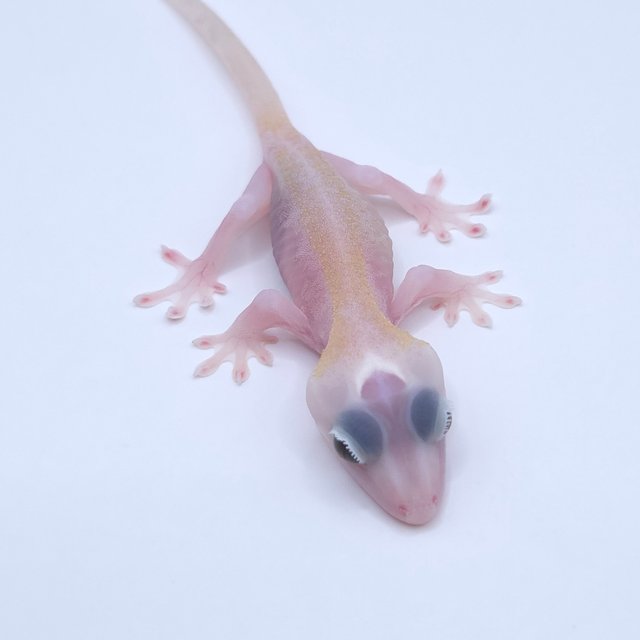 Super Hypo