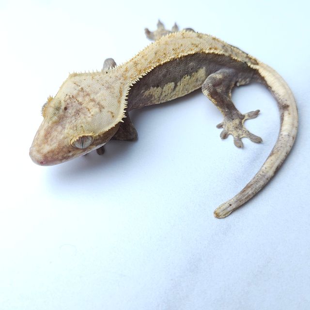하이포