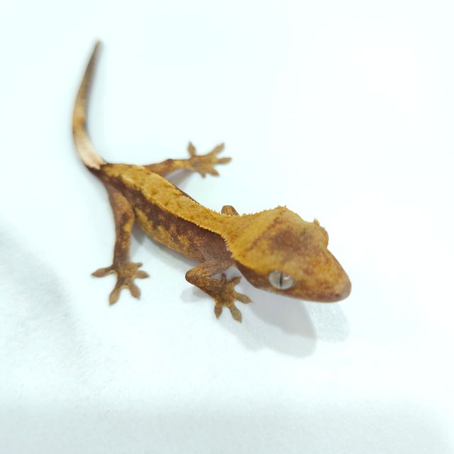 하이포
