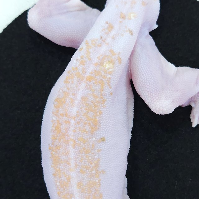 슈퍼하이포 릴리화이트