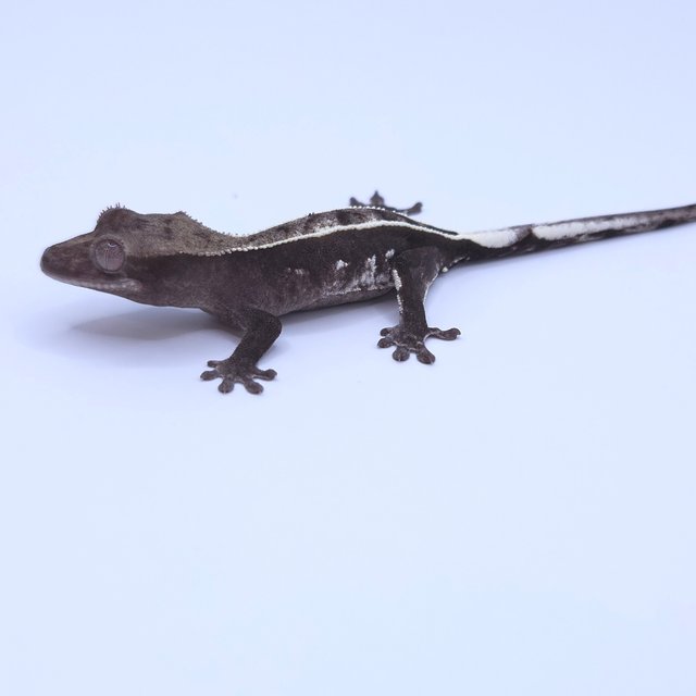 Axanthic
