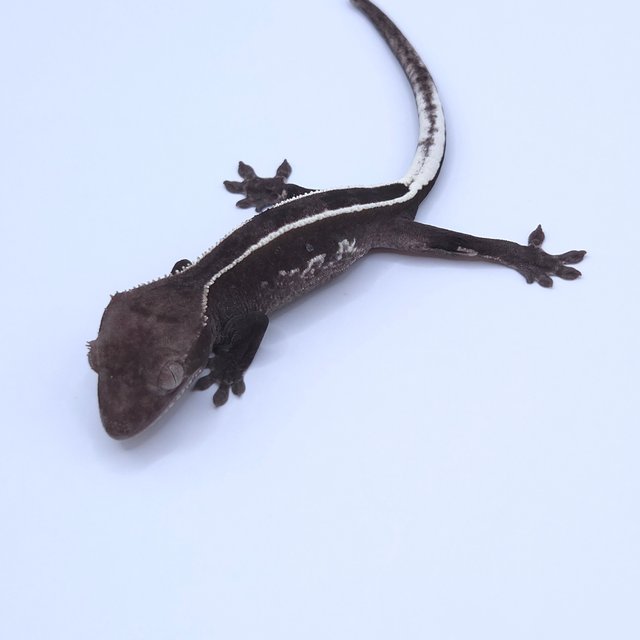 Axanthic