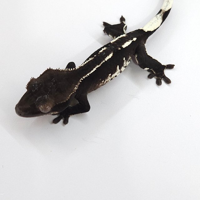 Axanthic