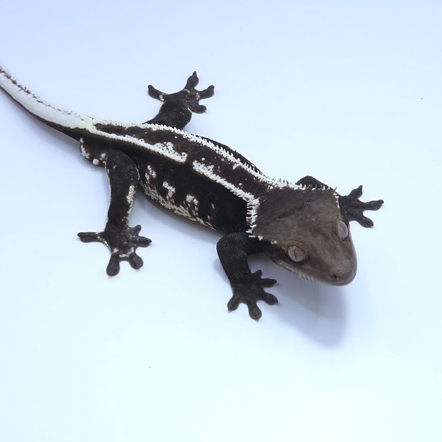 Axanthic