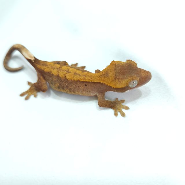 하이포