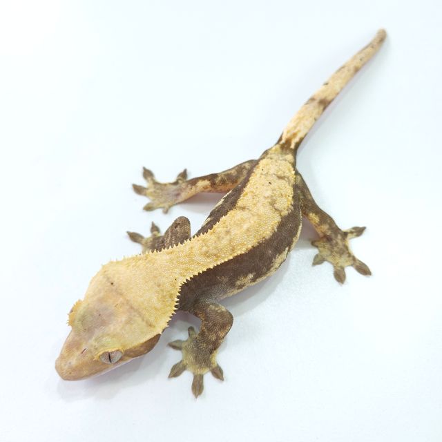 하이포