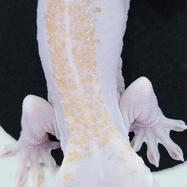 슈퍼하이포 릴리화이트