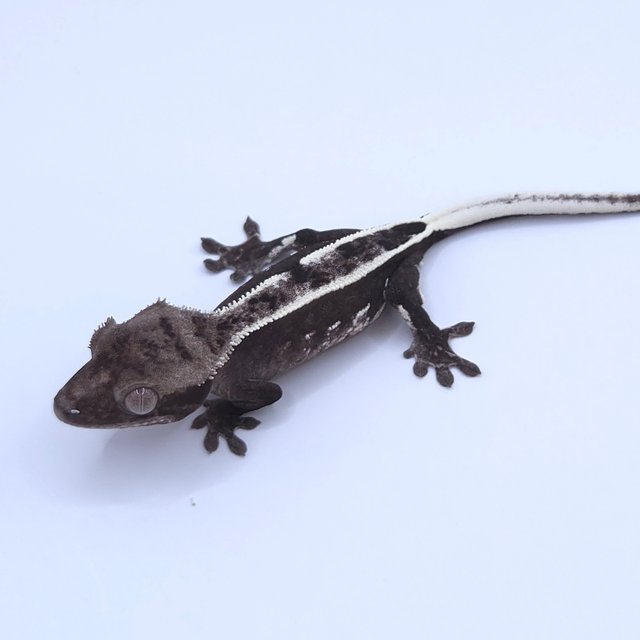 Axanthic