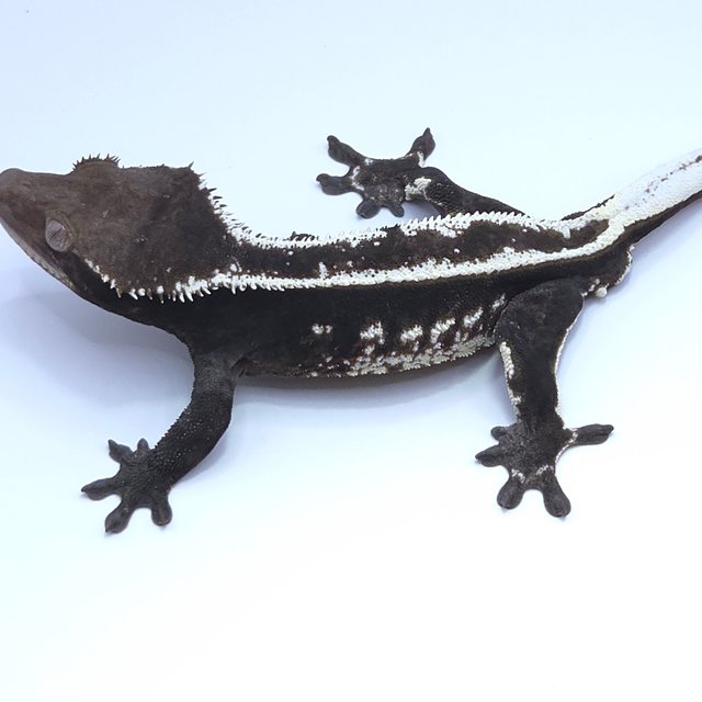 Axanthic