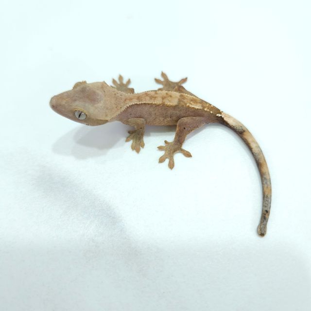 하이포