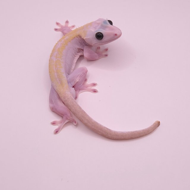 100% Het Axanthic Super Hypo