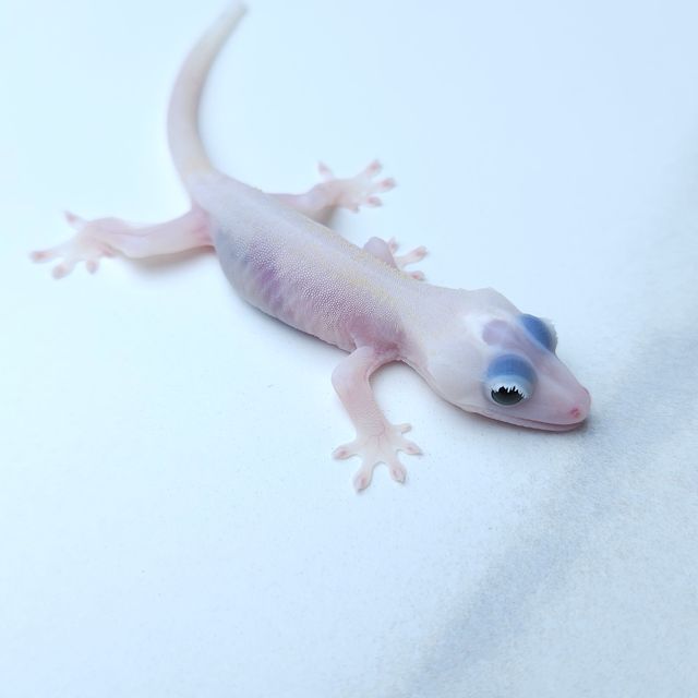 하이포