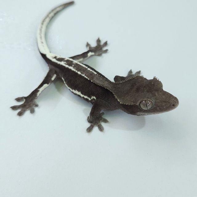 릴잔틱