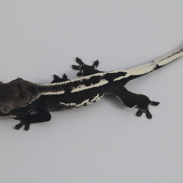 Axanthic