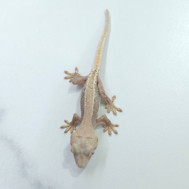 릴리화이트 하이포