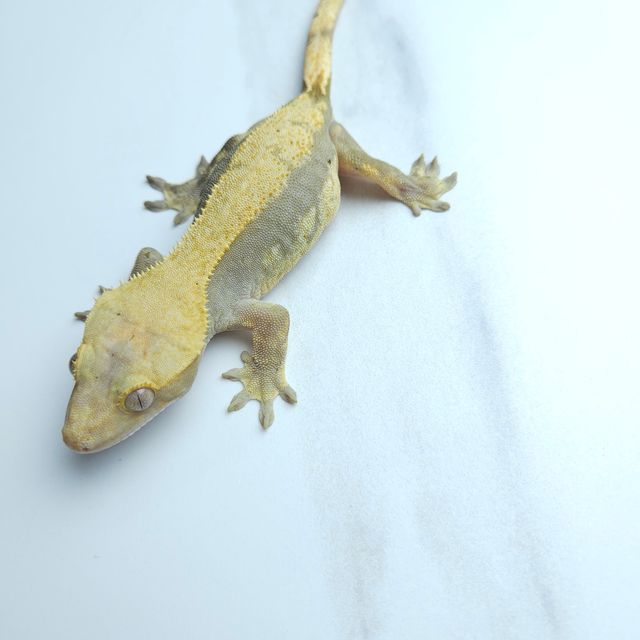 하이포