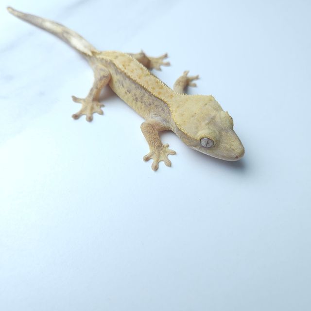 하이포