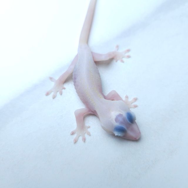 하이포