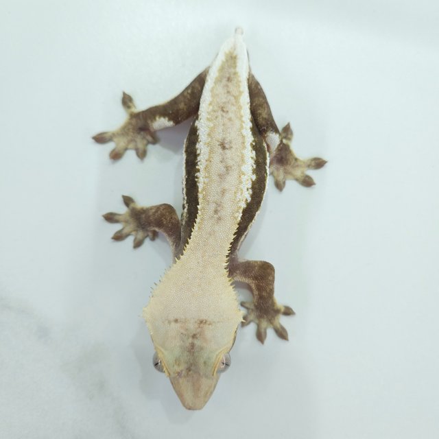 릴리화이트 하이포