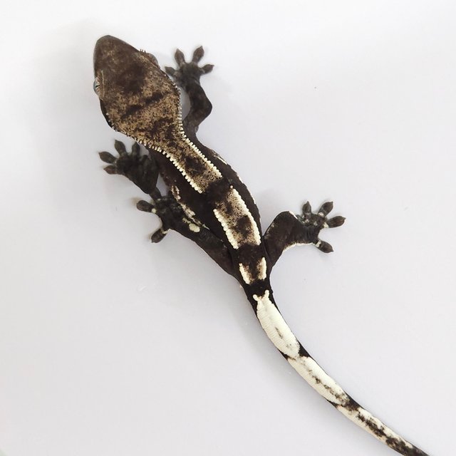 Axanthic