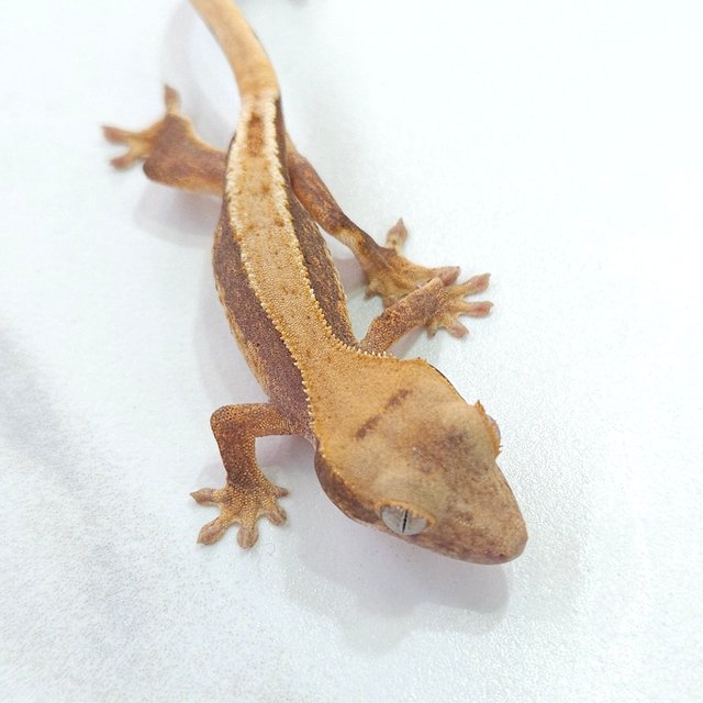 릴리화이트 하이포