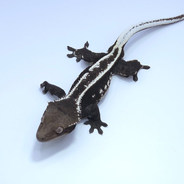 Axanthic