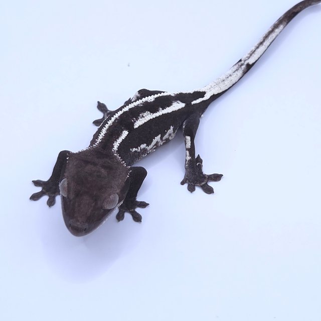 Axanthic
