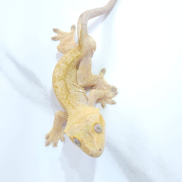 100%헷아잔틱 하이포